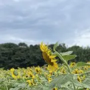 AyuSAの画像