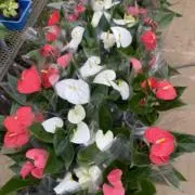 ⌘Hama Plants⌘の画像