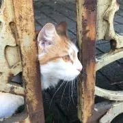 楽雨の画像