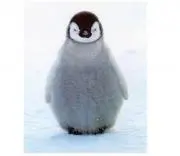 《売り切りたいです！》せばすの画像