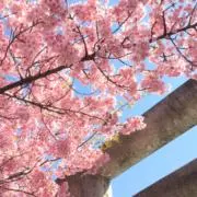 Sakuraの画像