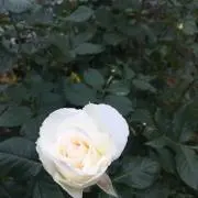 y.pの画像