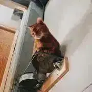 わらびもちの画像
