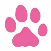 しろねこの画像