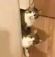 ぐぅの画像