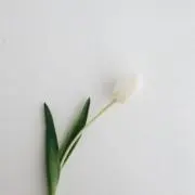 Chimaの画像