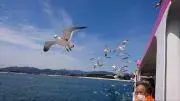 HN3244の画像