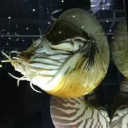 たた