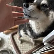 ぱむきちの画像