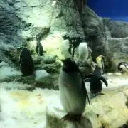 ゆずぽんの画像