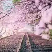 やまぶき❁⃘値引き交渉ありますの画像