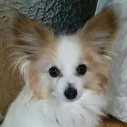 しょー