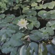 まの画像