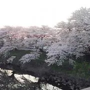 たくの画像