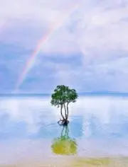 はなの画像