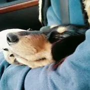 とんとんの画像
