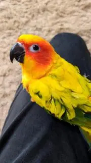 ぺぺの画像