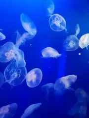 くらげ