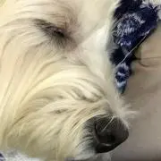 ゆぶらんの画像