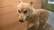 チワーワの画像