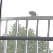 zakの画像