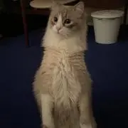 jの画像