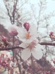 miii☆プロフ必読お願いします☆の画像