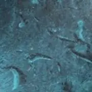 葵の画像
