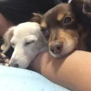しーちゃん