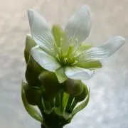 みかん