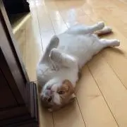 ゴマっこの画像