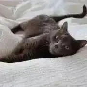 jo.yoの画像