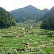 トトロの画像