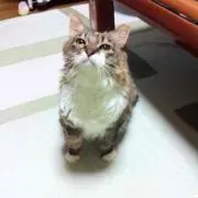 ロメオの画像