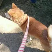 としりん