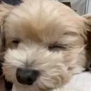 linaの画像
