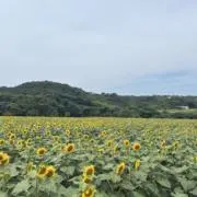 ヨシノリの画像