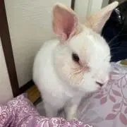 うめしゃん