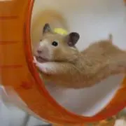 ゆうの画像