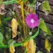 合。購入前にコメント読んで下さい