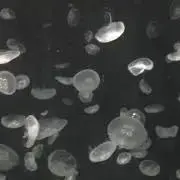 pom