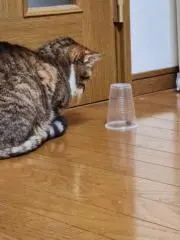 にゃおの画像