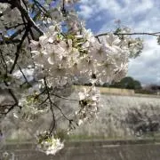ラキの画像