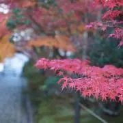 るんの画像