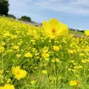 AYの画像