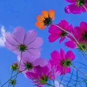 ハム太郎の画像