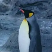 ユウ