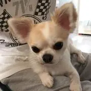 だいさん
