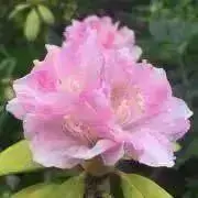 ☆かめりあん☆の画像