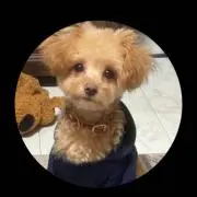 koztiiの画像